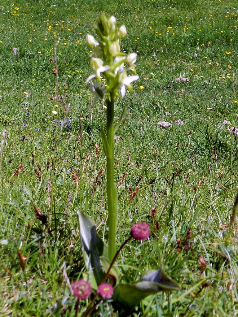 Pirenei Occidentali francesi: Platanthera chlorantha